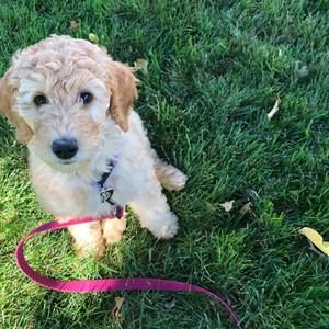 Meet your Posher, Sheila